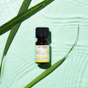 Citronella Pure Essential Oil