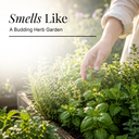 Basil Pure Essential Oil