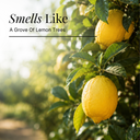 Lemon Pure Essential Oil