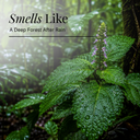 Patchouli Pure Essential Oil